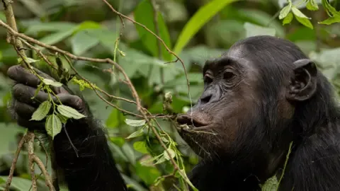 Wild Chimps Drinking the Equivalent of an Alcoholic Beverage Per Day from Overripe Fruits, Study Shows