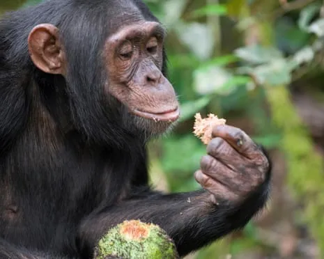Chimpanzees Consume Daily Alcohol Equivalent to a Beer from Fermented Figs